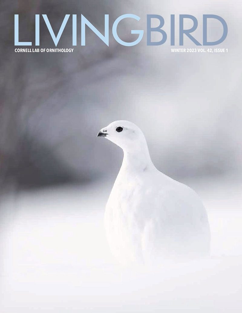 View the Winter 2023 issue of Living Bird