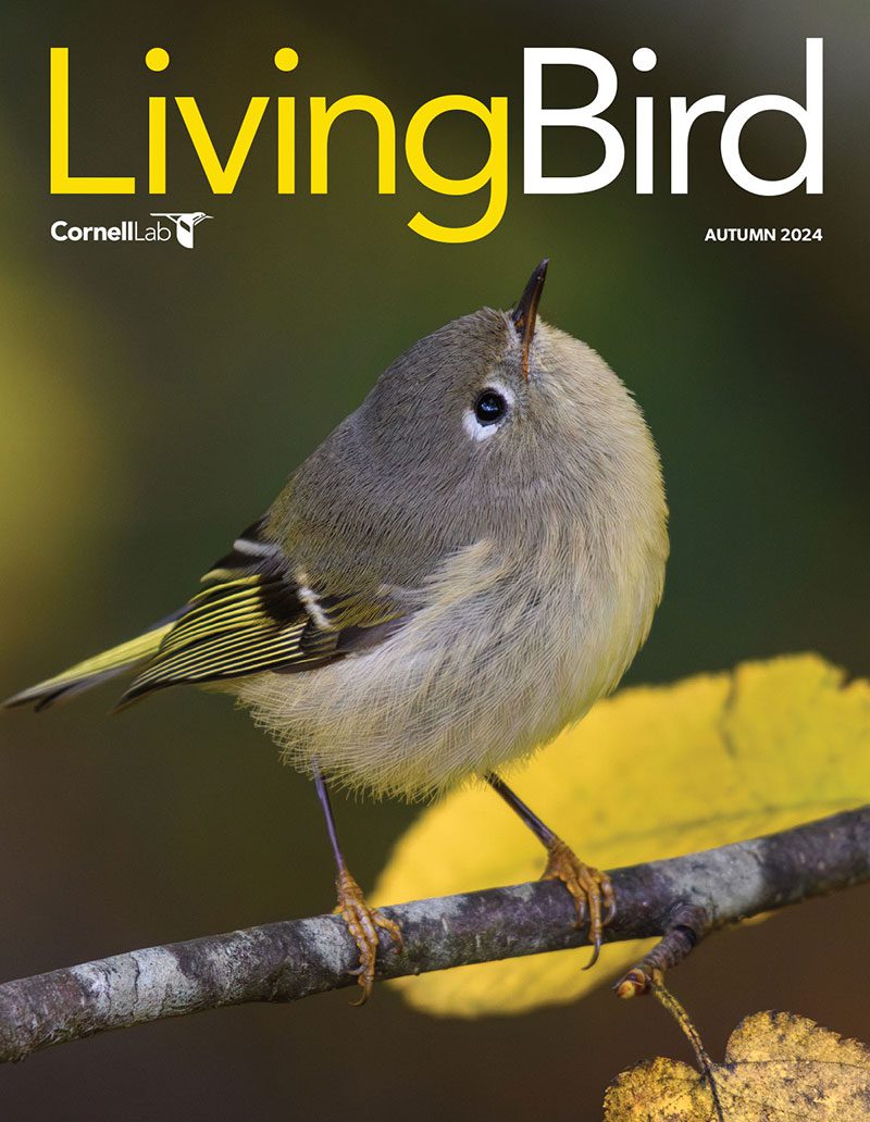 View the Autumn 2024 issue of Living Bird