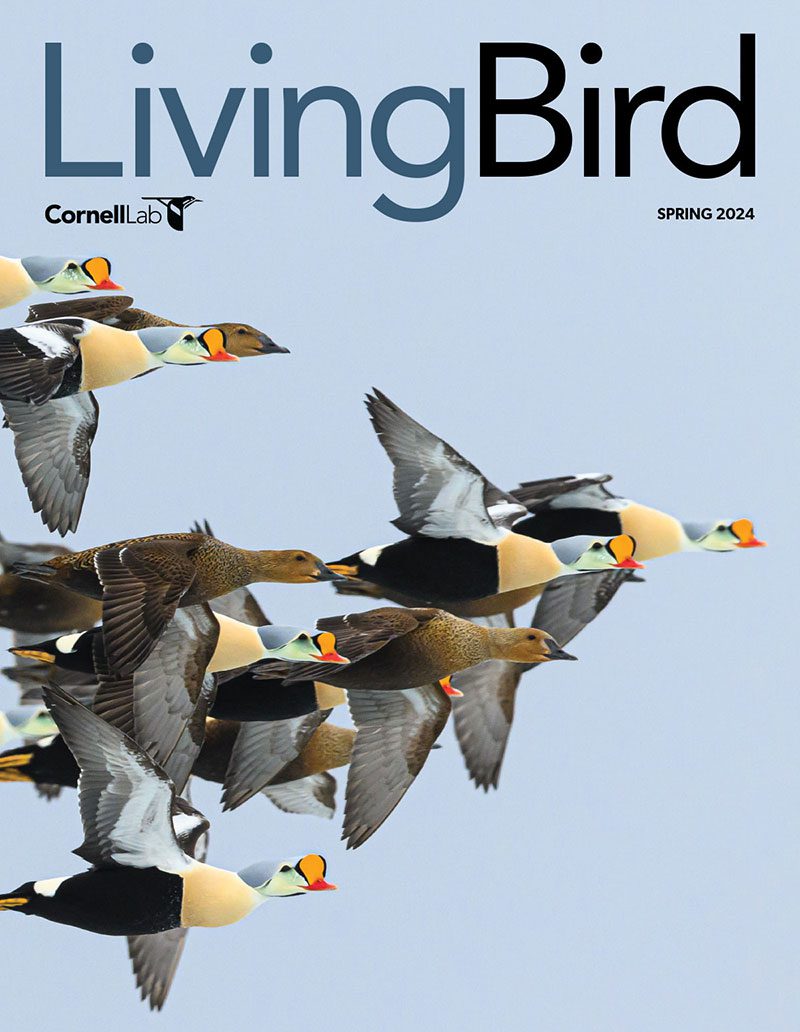 View the Spring 2024 issue of Living Bird