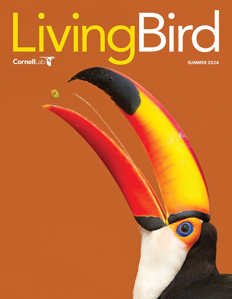 View the Summer 2024 issue of Living Bird