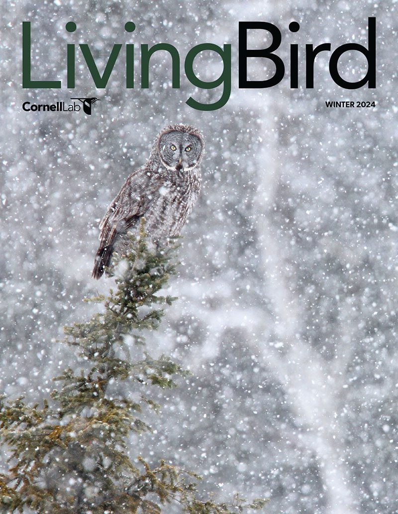 View the Winter 2024 issue of Living Bird