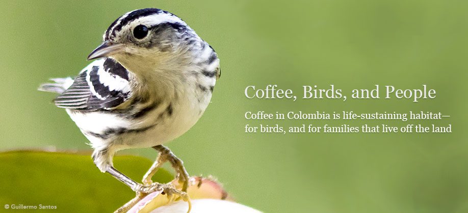 Black and White Warbler by Guillermo Santos