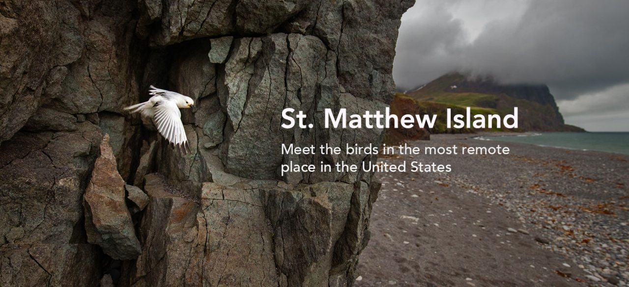 McKay's Bunting flies from the cliff face on St. Matthew Island. Photo by Andy Johnson