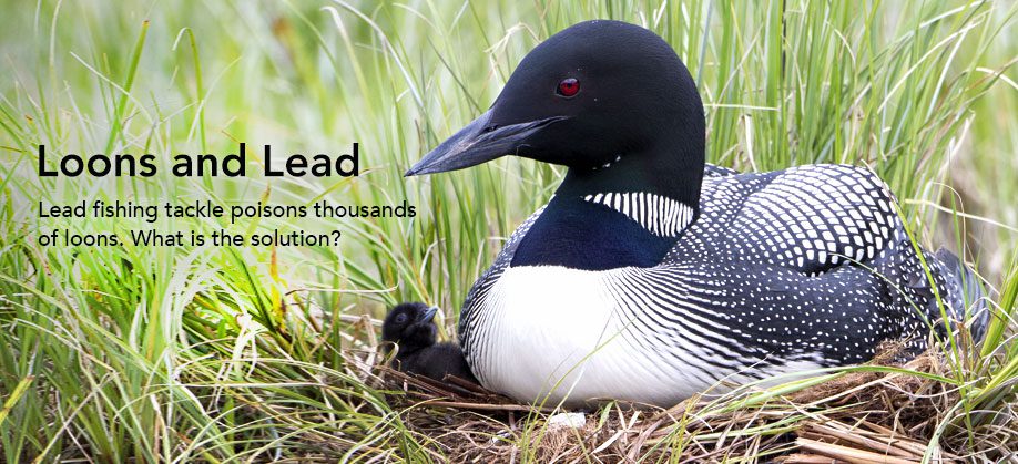 Common Loons avoid predators during breeding season by nesting in secluded spots along lakeshores. Photo by Roberta Olenick.