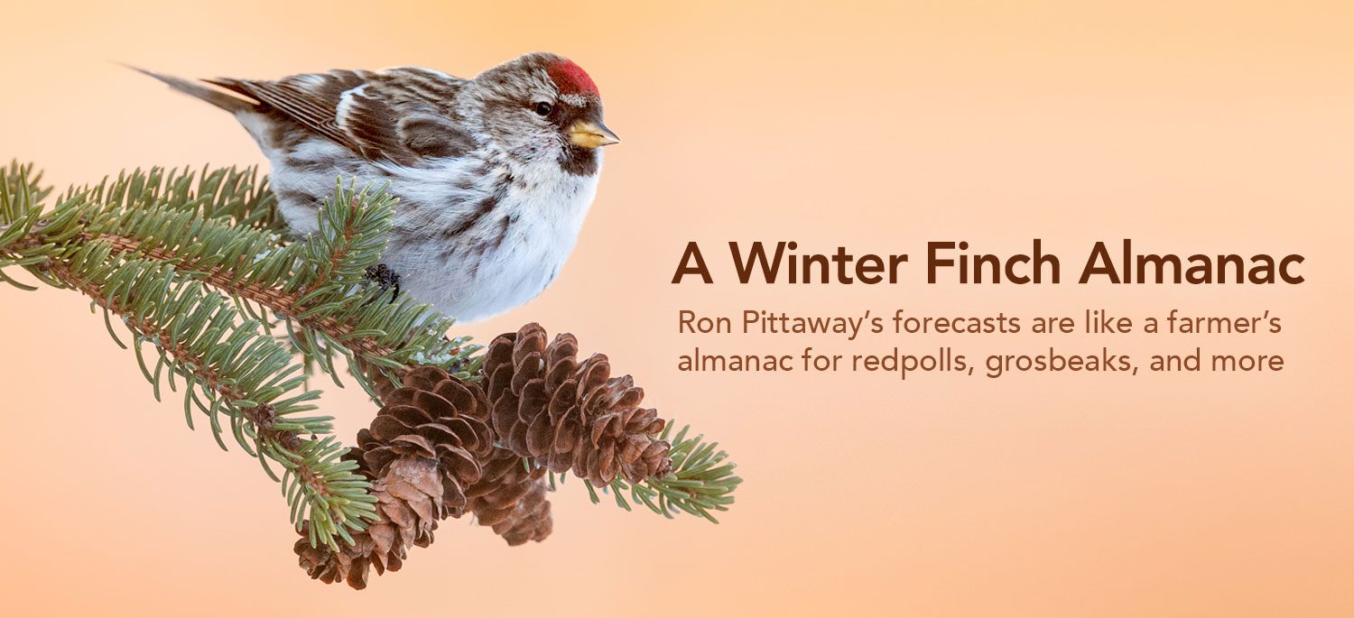 Common Redpoll by Mike Lentz.