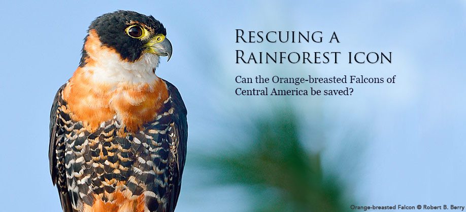 Orange-breasted Falcon by Robert B. Berry