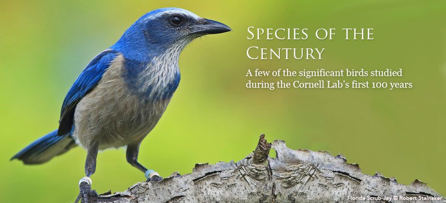 Florida Scrub-Jay by Robert Stalnaker