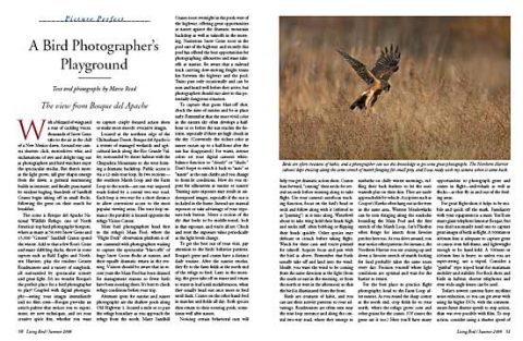 bird photography at bosque del apache new mexico