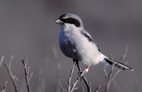 San Clemente Loggerhead Shrike at risk of extinction