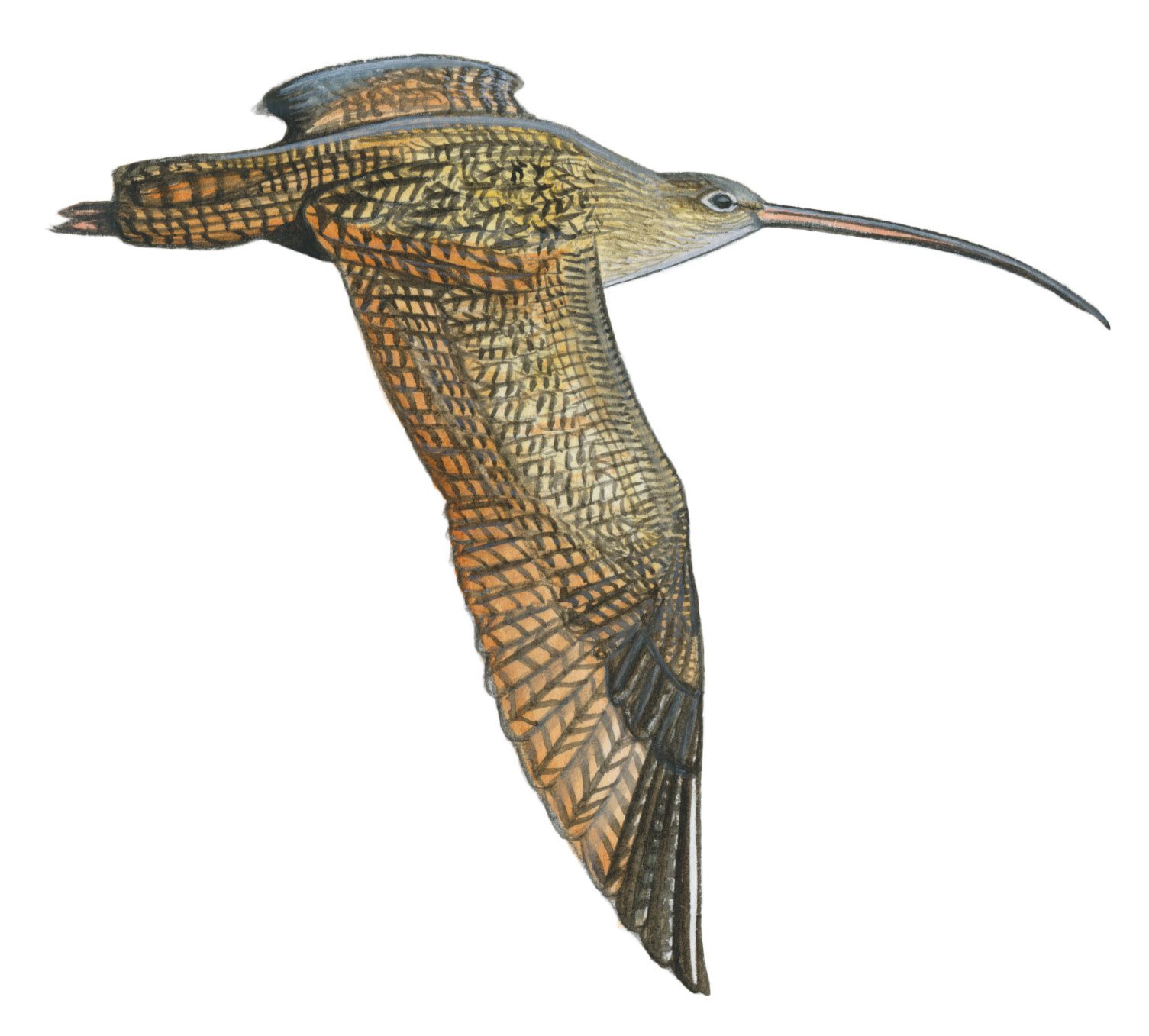 LBCurlew