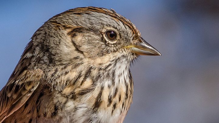 Like many other birds, the handsome little Lincoln's Sparrow was named after the first person to discover the species. Photo by Michele Weisz via Birdshare.