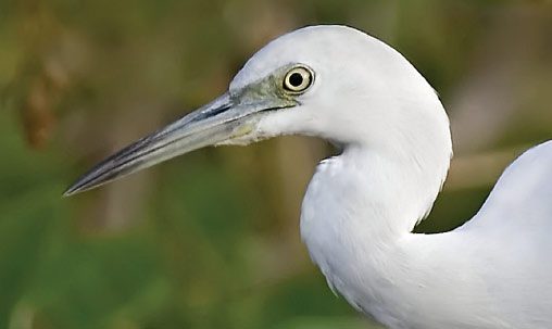 Little Blue Heron, Florida, January. The bill of the Little Blue Heron is slightly stouter and droopier, and usually bicolored. Photo by Kevin Karlson.