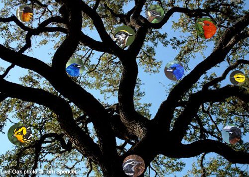 Illustration of a tree with images of different birds.