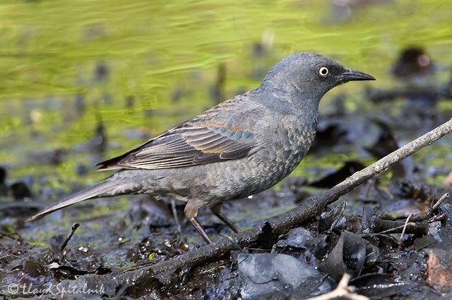 female rusty blackbird