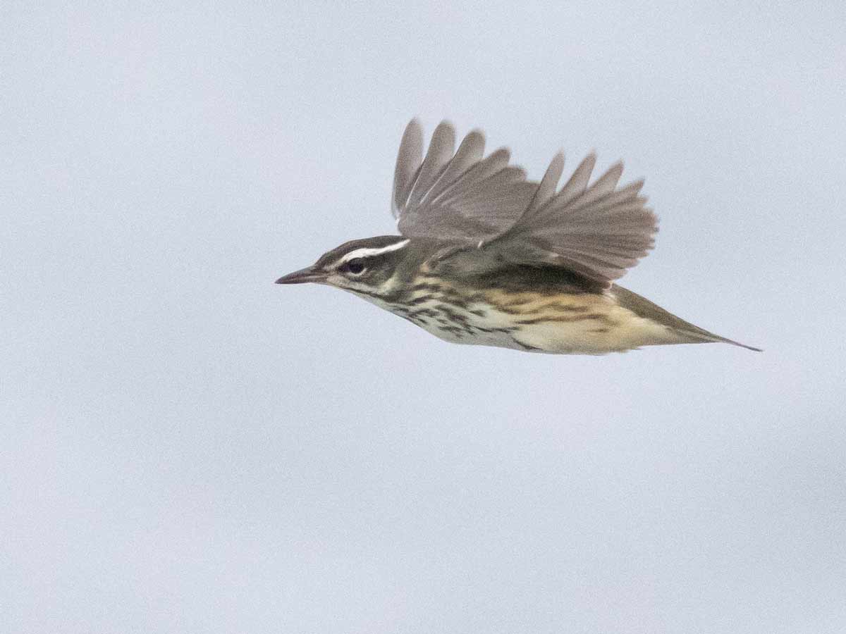 A brown streaky warbler in mid-flight.