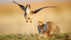 Lesser Prairie-Chicken dancing. Photo by Gerrit Vyn.