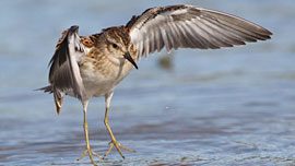 Least Sandpiper by Hélène Crête/Macaulay Library