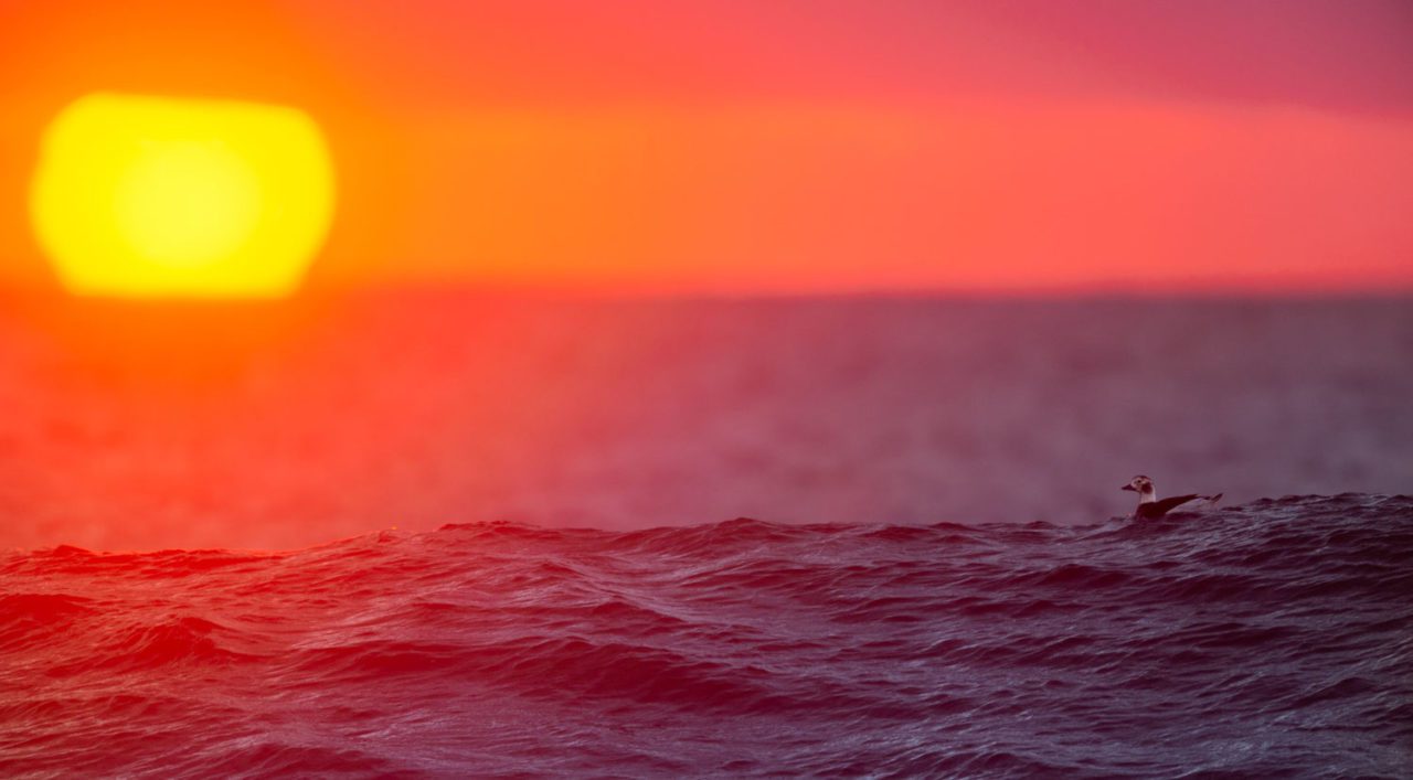 Long-tailed Duck at sunrise. Photo by Ray Hennessy.