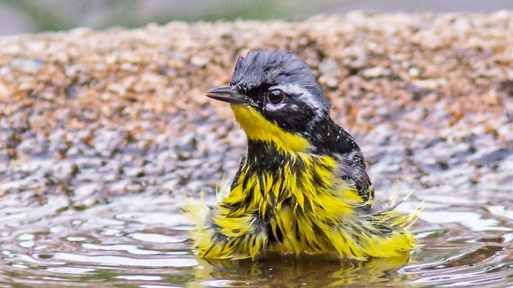 Magnolia Warbler taking a bath