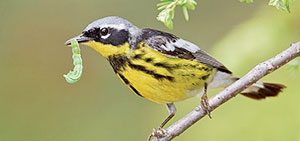 Magnolia Warbler by Glenn Bartley