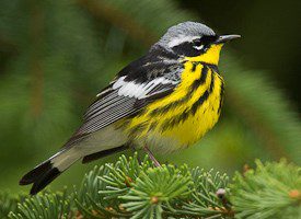 Magnolia Warbler by Gerrit Vyn