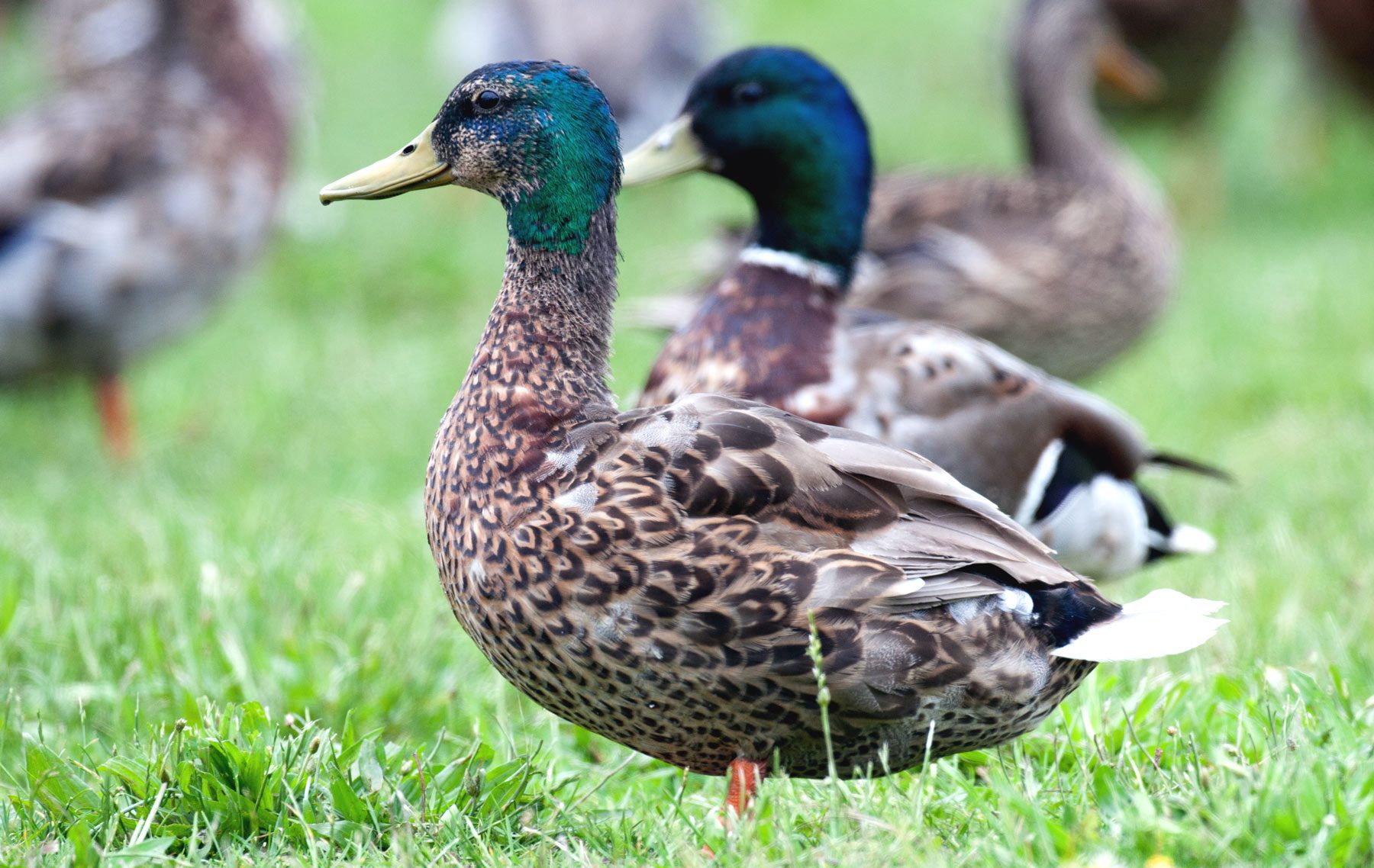 Mallard drakes in 