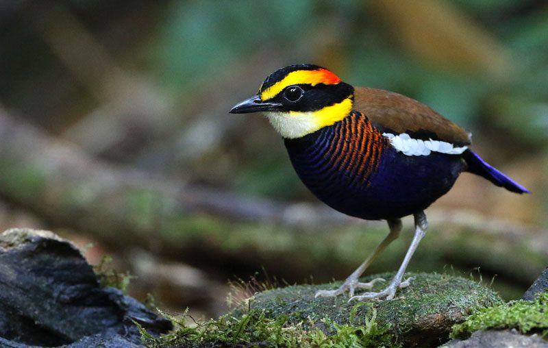 Malayan Banded-Pitta by Luke Seitz/Macaulay Library