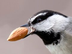 A Mountain Chickadee, just showing it's head to the side, which is striped white and black, fading into a gray body, holds an almond in its beak.