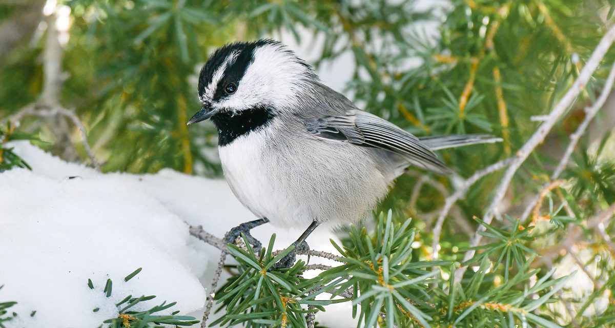 a Mountain Chickadee perches on a snowy evergreen bough