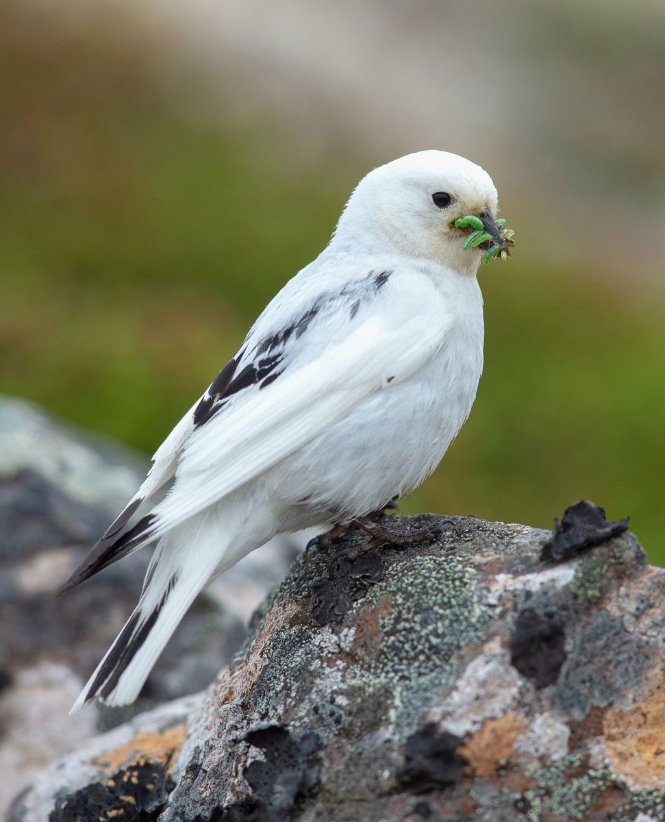 A McKay's Bunting brings food for its nestlings. Photo by Andy Johnson.