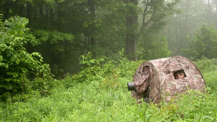 Pop-up tent blind, tragopan V6. Video still courtesy of Karen Rodriguez.