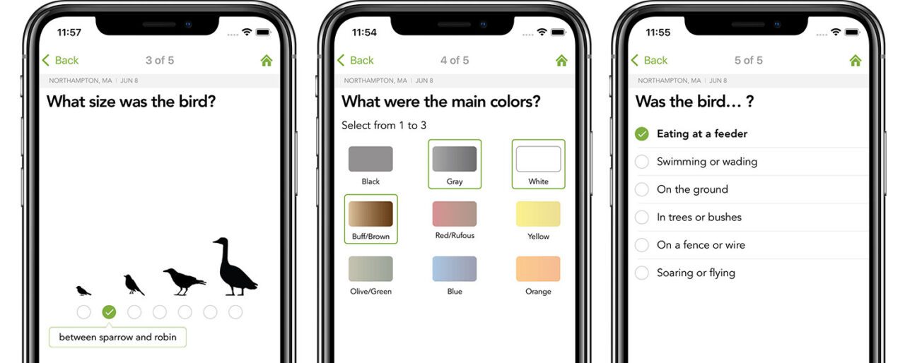 Three phone screens showing how the Merlin Bird ID app works.