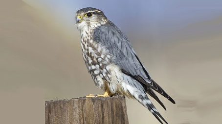 Merlin by Brian Sullivan/Macaulay Library