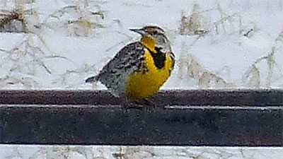 A Western Meadowlark perches on a metal railing. Photo by Anne Elliott via Birdshare.