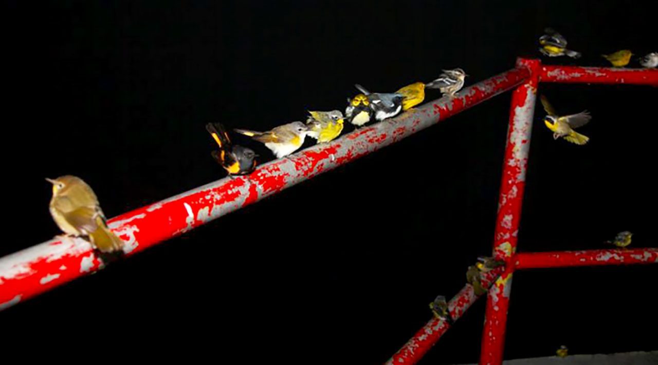 Neotropical bird fallout in Maine by Ralph Eldridge