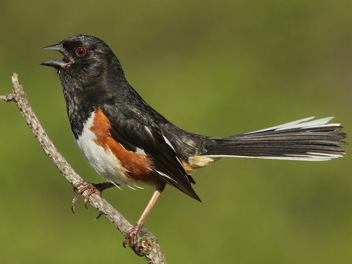 Eastern Towhee adult