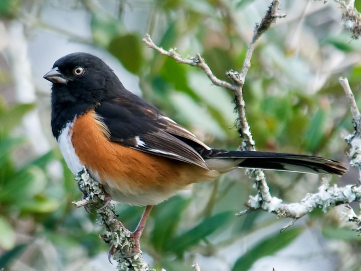 Eastern Towhee, immature, Florida form