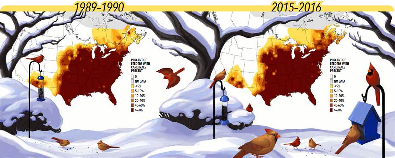 Cardinal Range expansion. illustration by Virgina Greene