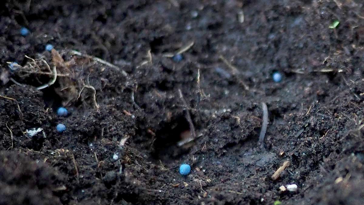 Small, blue pellets in the dirt.