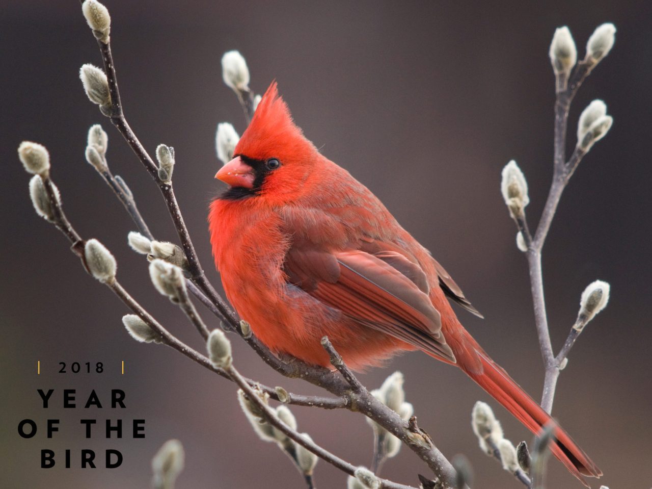 Northern Cardinal by Michele Black/GBBC