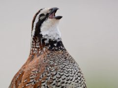 close-up of a bobwhite quail singing its song