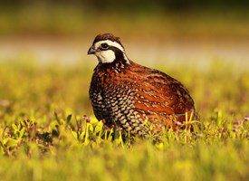 northern bobwhite