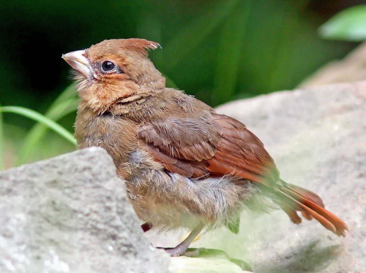 A fledgling Northern Cardinal is vulnerable to unsupervised outdoor pets. Photo by PauerKorde Photo via Birdshare.