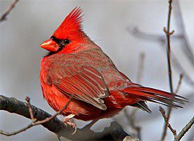 northern cardinal