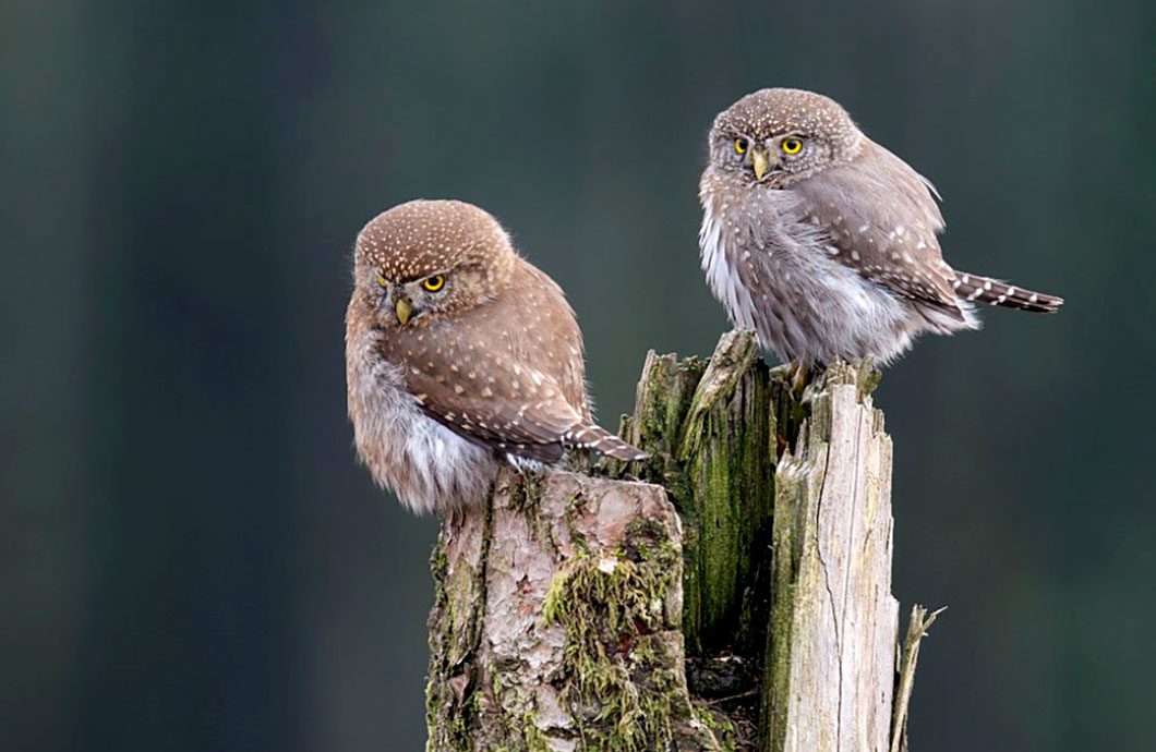 Northern Pygmy-Owls by Gregory Lis via Birdshare