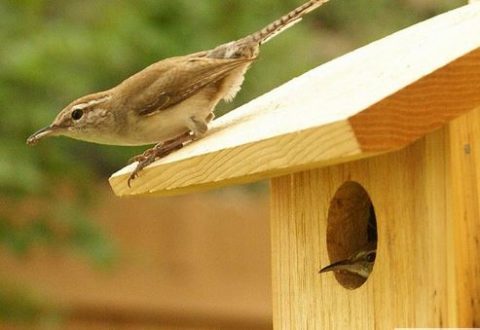 Nesting Bewick's Wrens