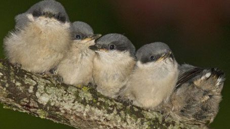 NestWatch, Home Tweet Home Photo Contest: See the Photos