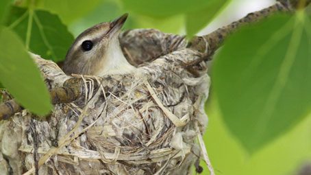 NestWatch, Identifying Nests and Eggs, Guy Lichter