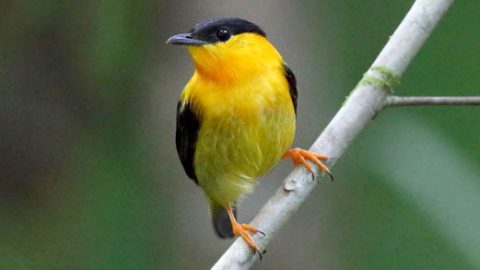 Orange-collared Manakin by by Tom Murray/Macaulay Library