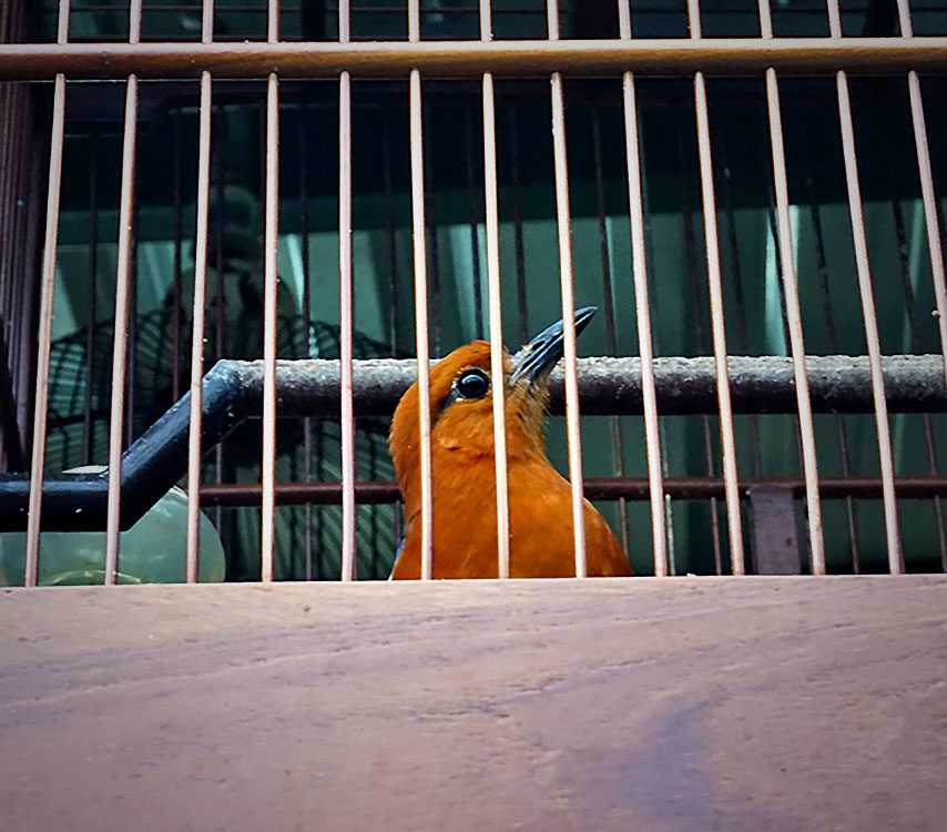 A bird with an orange head in a cage.